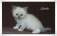 /album/adonis/adonis-5-hetes-004-jpg/